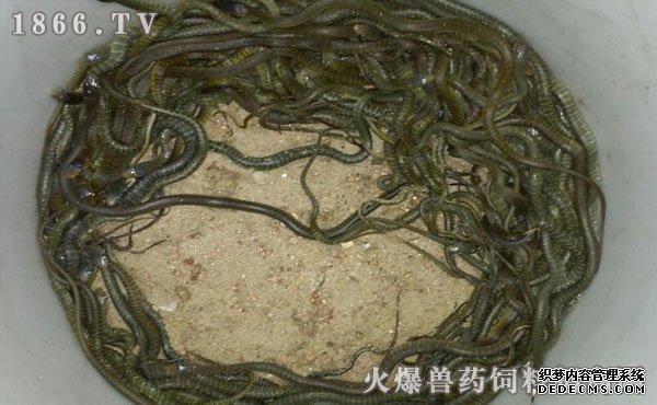水律蛇養(yǎng)殖新技巧揭秘，高效養(yǎng)殖方法與實用操作指南